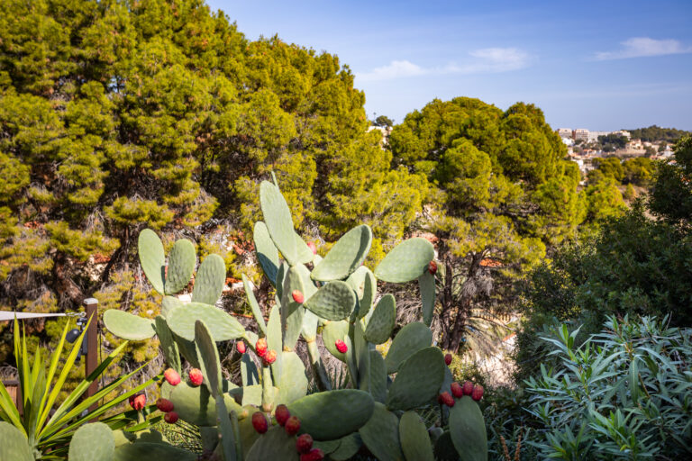 Cactus con frutos rojos en primer plano, rodeado de arbustos verdes. Al fondo, pinos altos y edificios lejanos bajo un cielo azul.