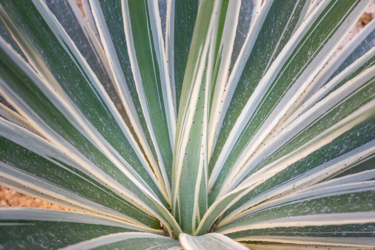 Planta con hojas largas y puntiagudas, verdes con bordes blancos, simétricamente dispuestas en patrón radial.
